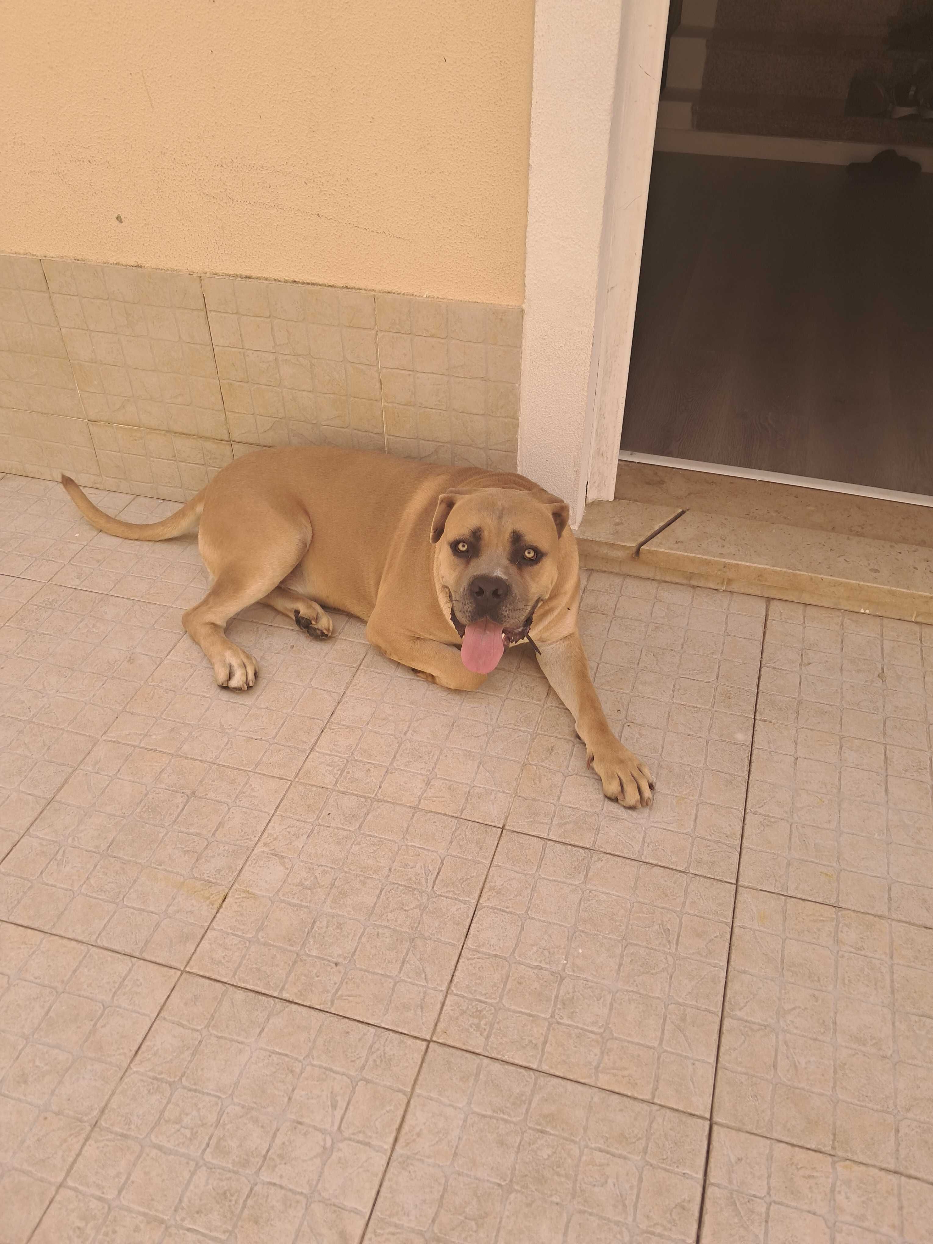 Grátis para adopção