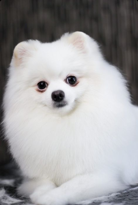 Вязка померанский шпиц