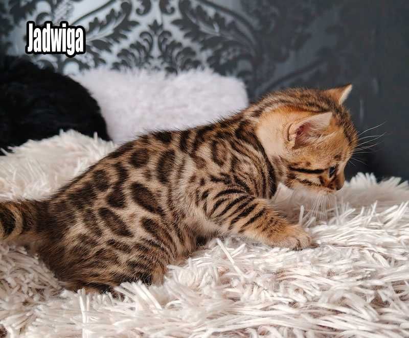 Koteczka bengalska z rodowodem