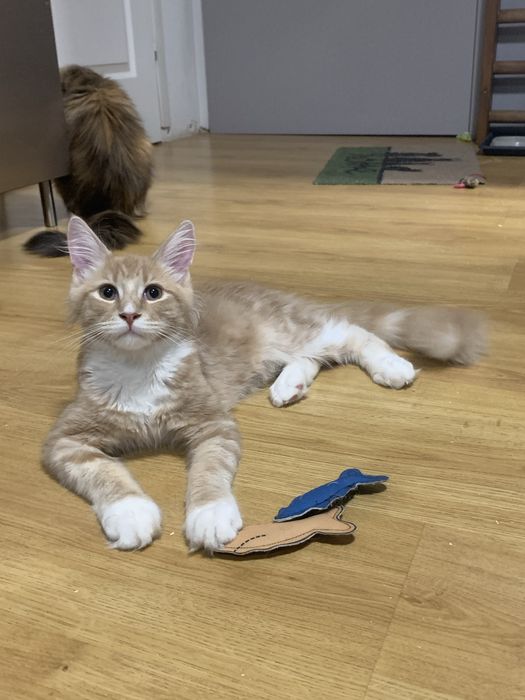 Maine Coon- piękny kocur - Rezerwacja-NOWA CENA!!! ( w ogłoszeniu)