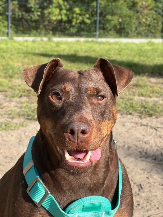 W dobre ręce, pies rasy pinczer