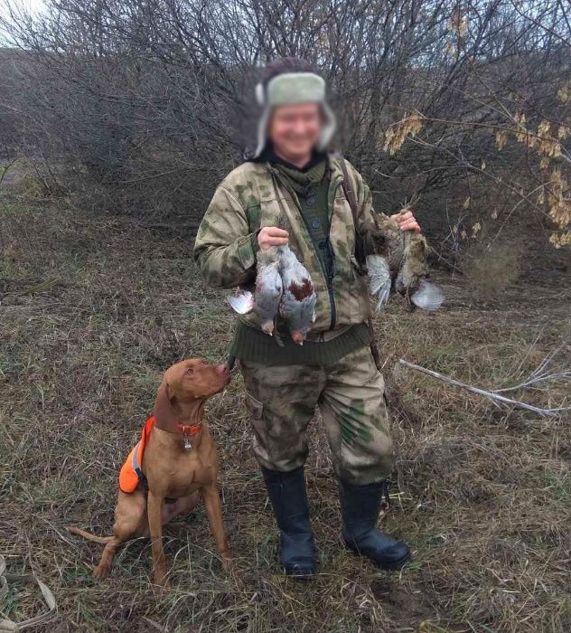 Титулований кобель для в'язки Угорська вижла, КСУ-FCI