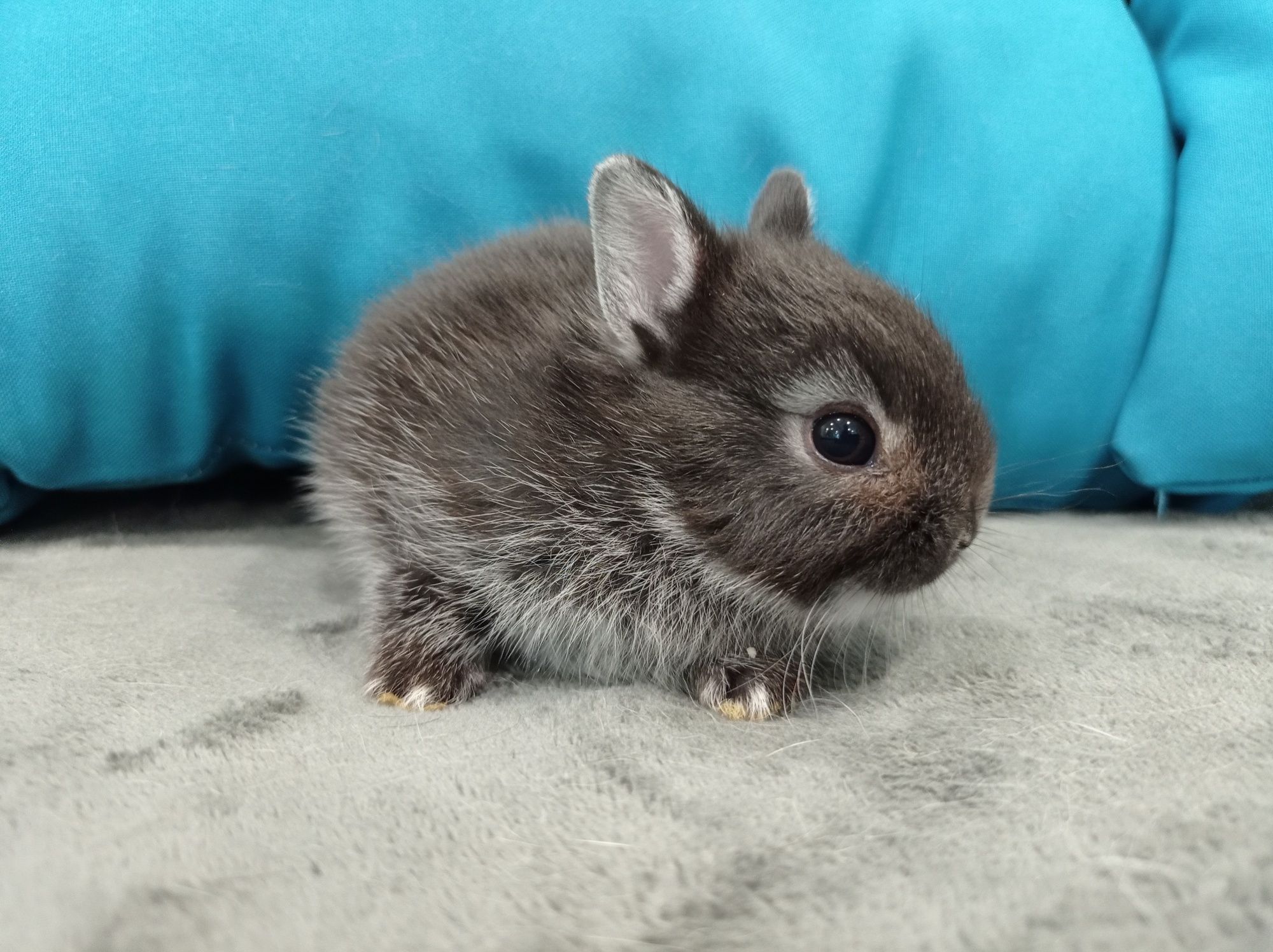 Mini lop Karzełek Niderlandzki hodowla króliczków