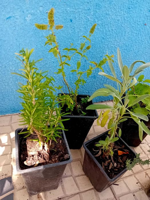 Mix de 5 ervas aromaticas perenes