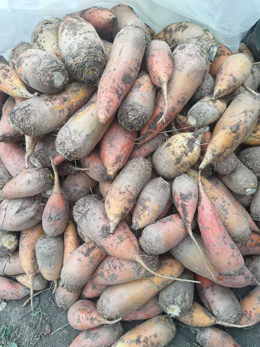 Буряк кормовий продам