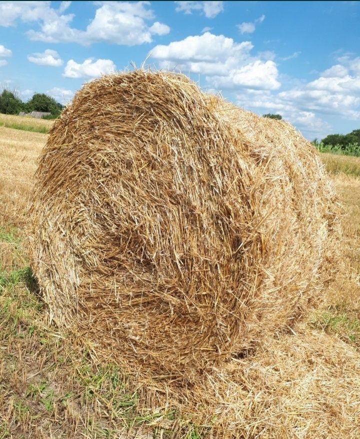 Продам солому, овсянка!