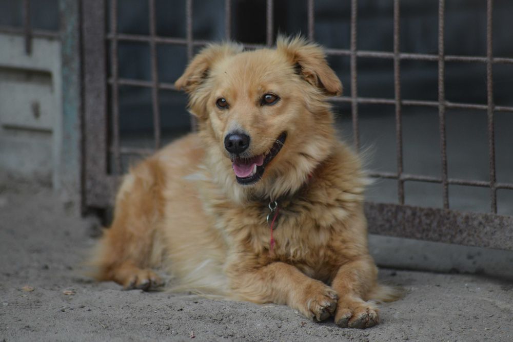 Snickers szuka domu, domy na stałe.