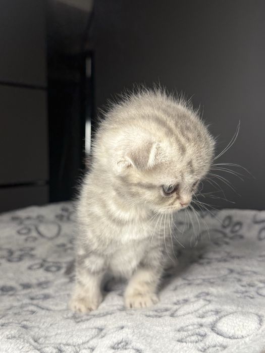 Котята шотландські