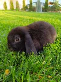 Śliczne króliki mini lopki królik