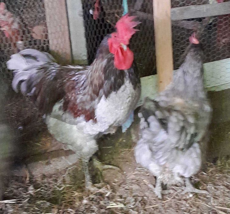 ovos galados australorp