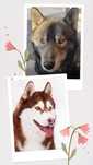 Zapowiedź miotu, siberian husky ZKwP / FCI, plany hodowlane