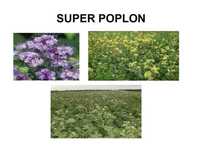 Mieszanka poplon MP3, facelia, gorczyca, rzodkiew. Nasiona paszowe