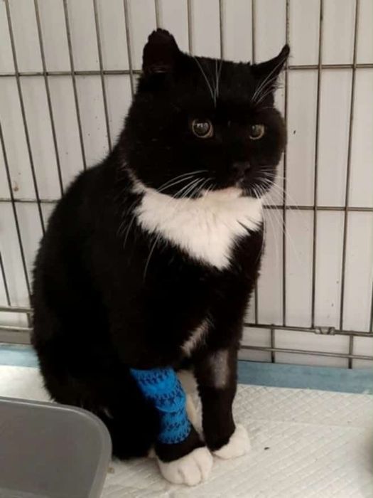 Romeo- dostojny kocurek z ulicy szuka domu