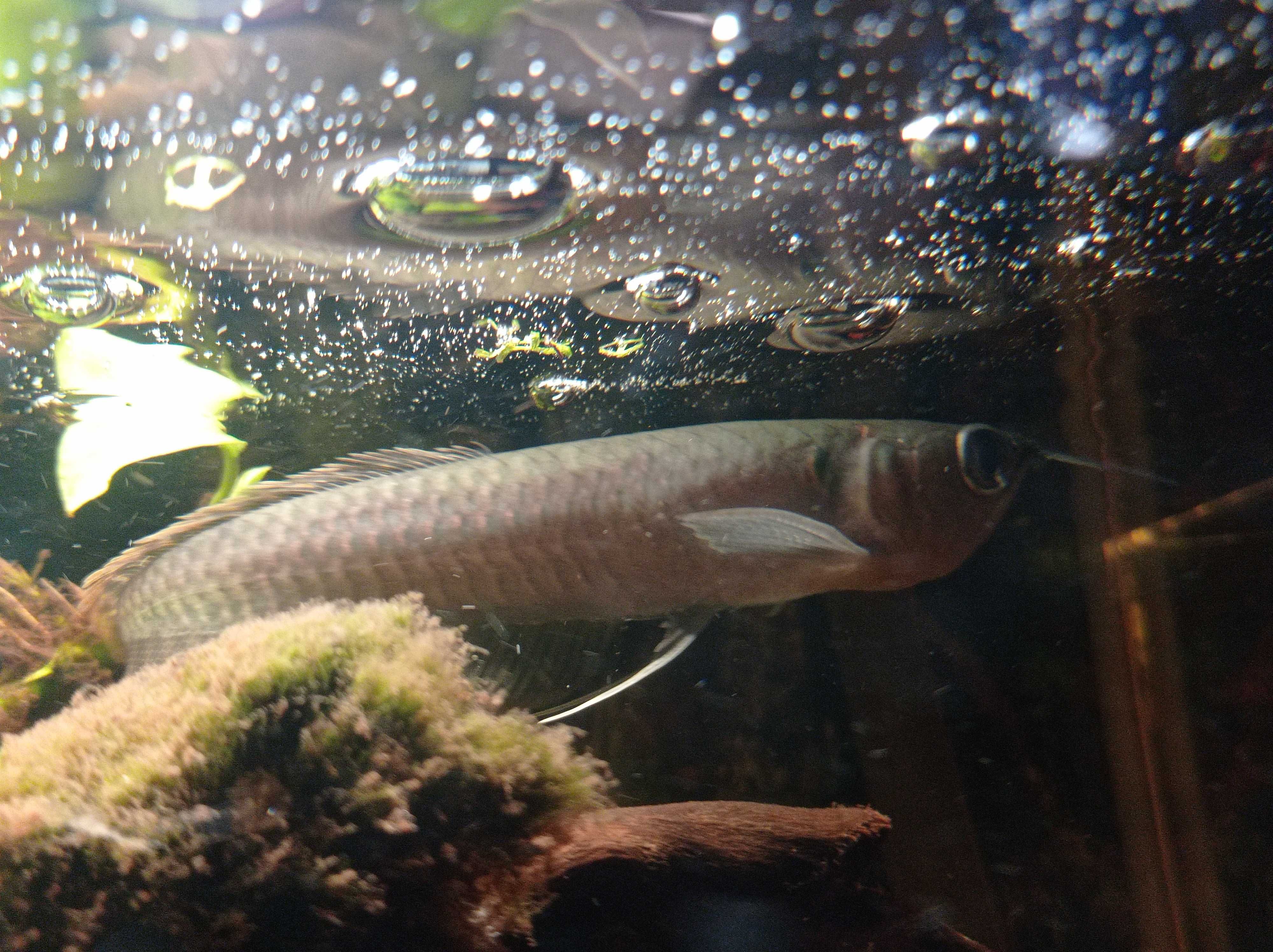 Arowana  Ryba w Pawik.pl