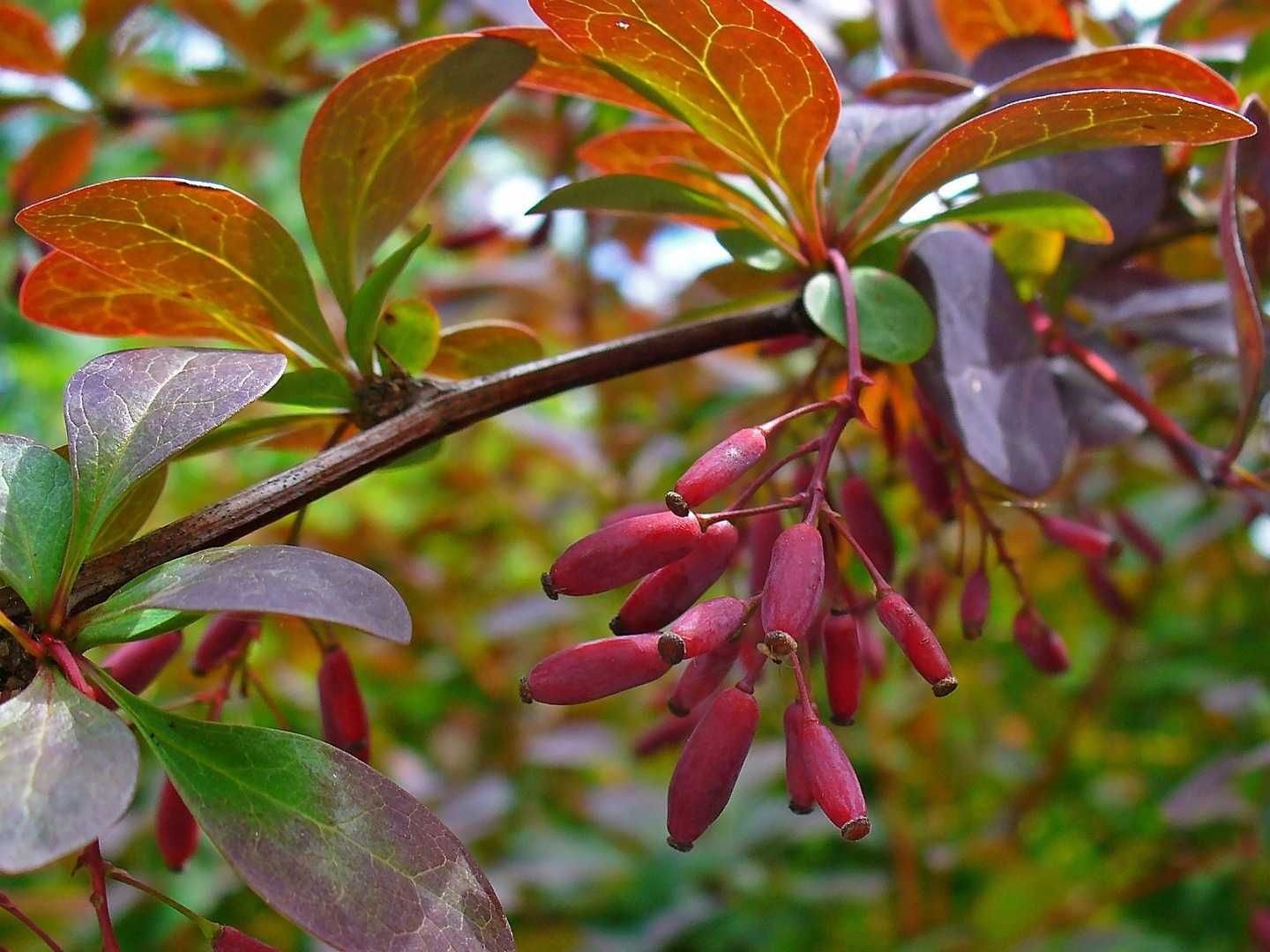 P9 Berberys vulgaris atropurpurea HURT-DETAL Dostawa