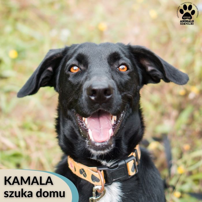 1,5 roczna Kamala do adopcji!