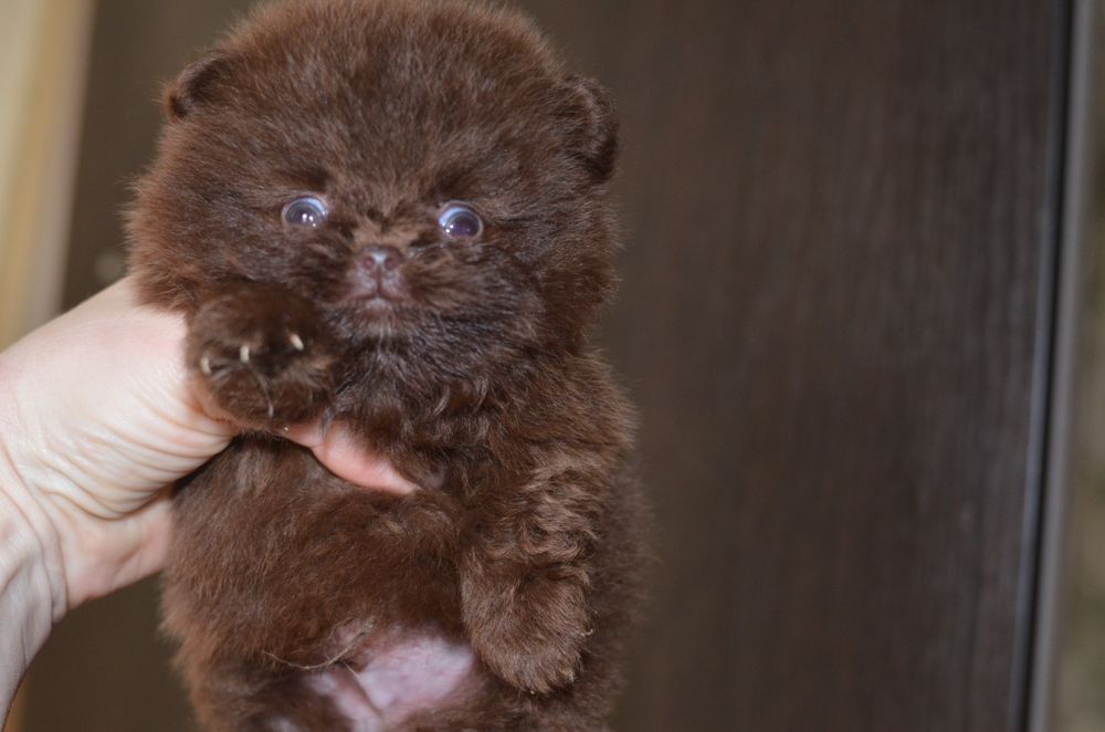 Цуценятка померанського шпіца