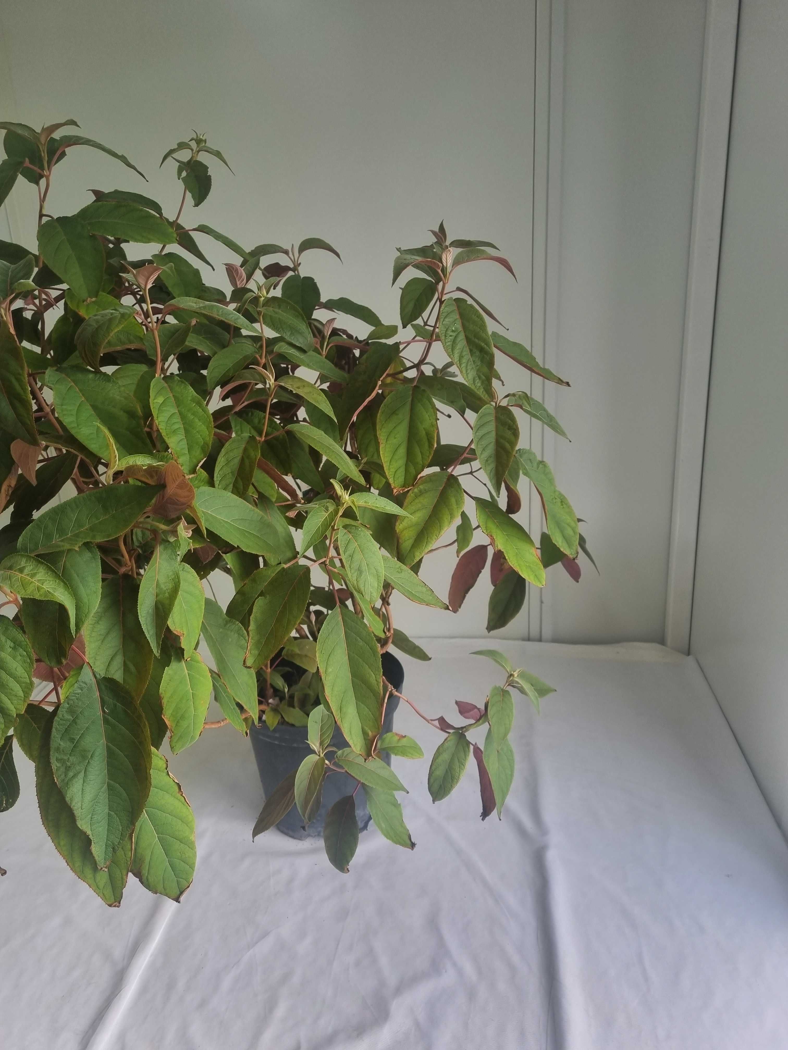 Hortensja Aspera ‘Hot Chocolate’ – Wys. 130 cm, Doniczka 7L