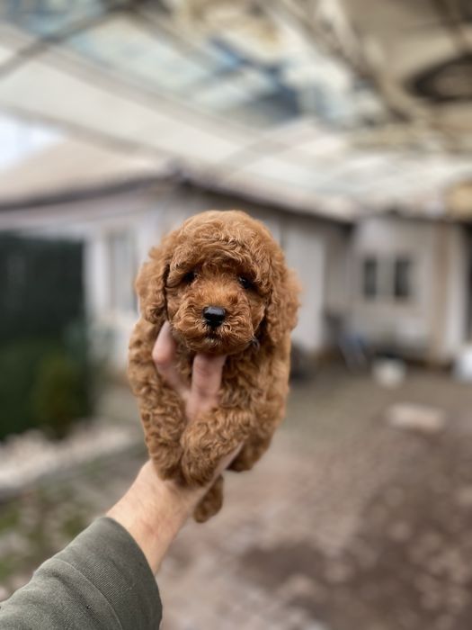 Мальтіпу цуценятка мальтіпушки