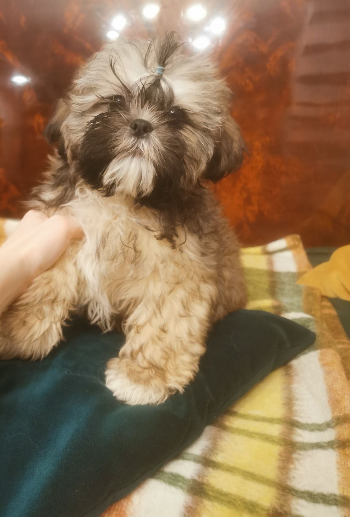 Piesek shih tzu z 3 szczepieniami .