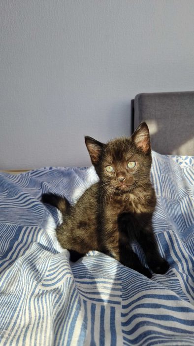 Oddam w dobre ręce cztery urocze kotki!