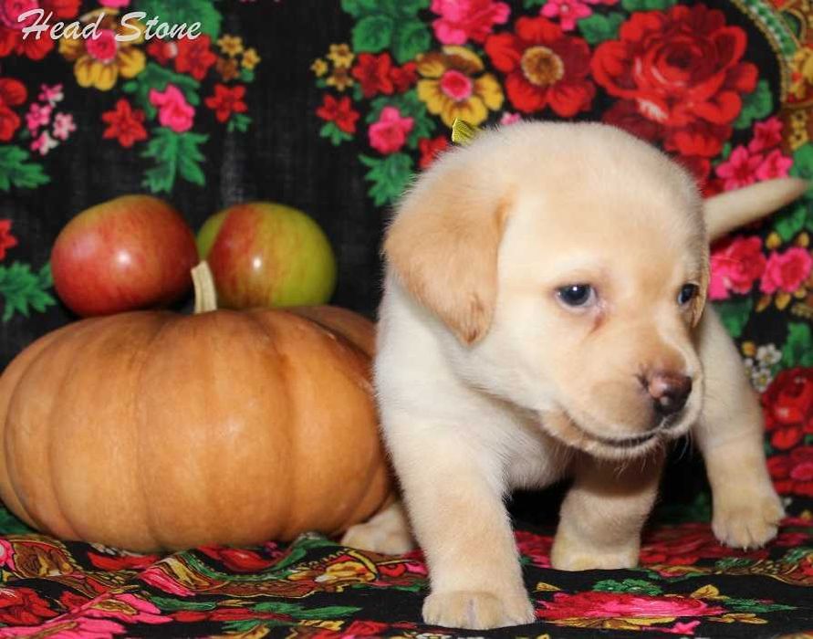 КСУ Лабрадор ретривер