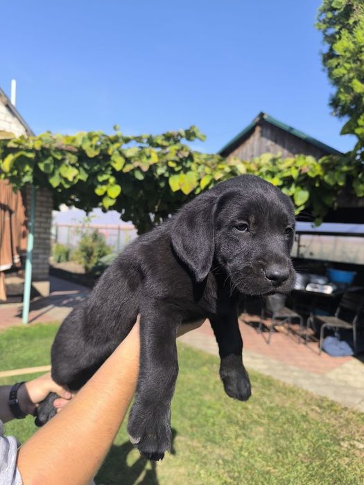 цуценята лабрадора ретривера