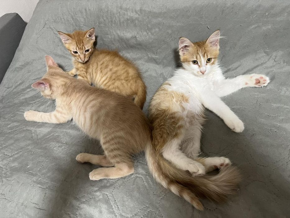 Котёнок, девочка 3 месяца