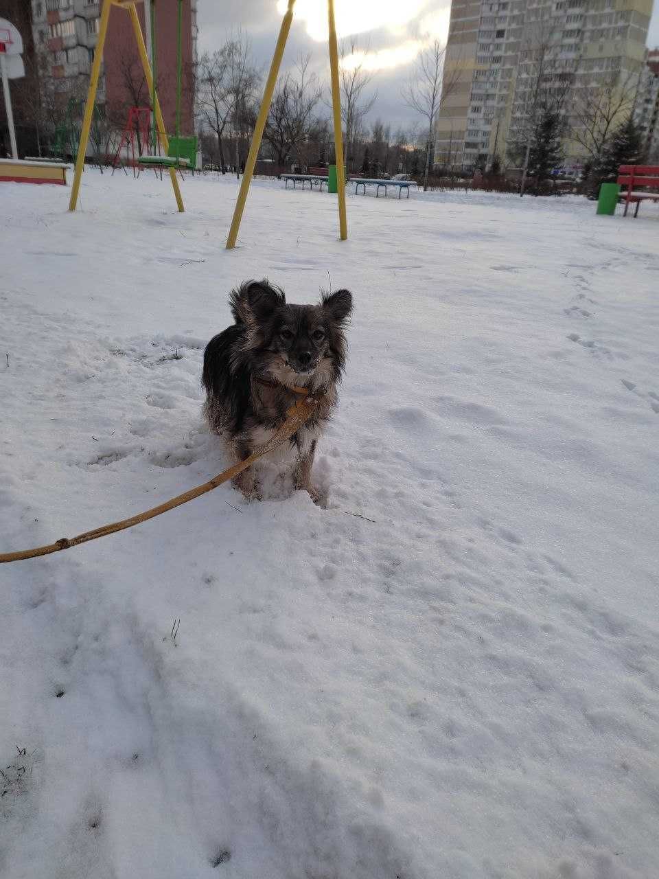 Віддам собаку в хороші руки