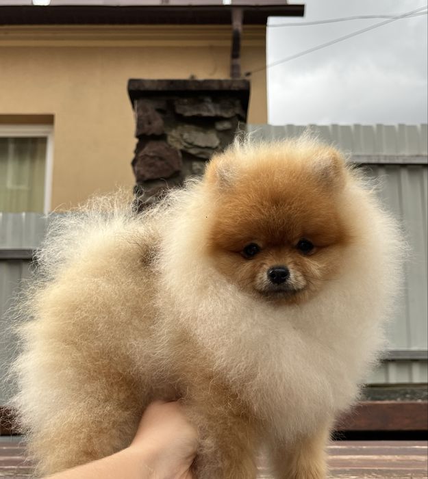 Мікро померанець хлопчик 6міс/1300грам