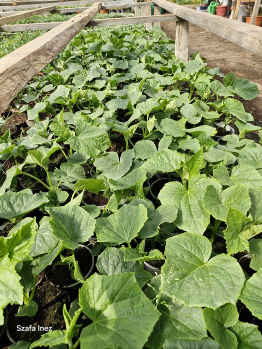 Ogórek truskawka papryka koktajl