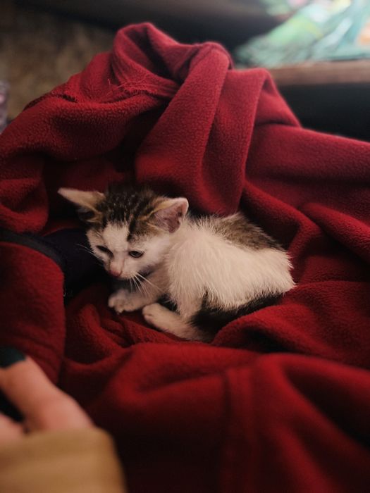 Дуже гарненьке кошеня, хлопчик