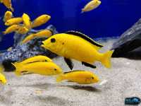 Pyszczak yellow Labidochromis caeruleus pyszczaki Malawi World