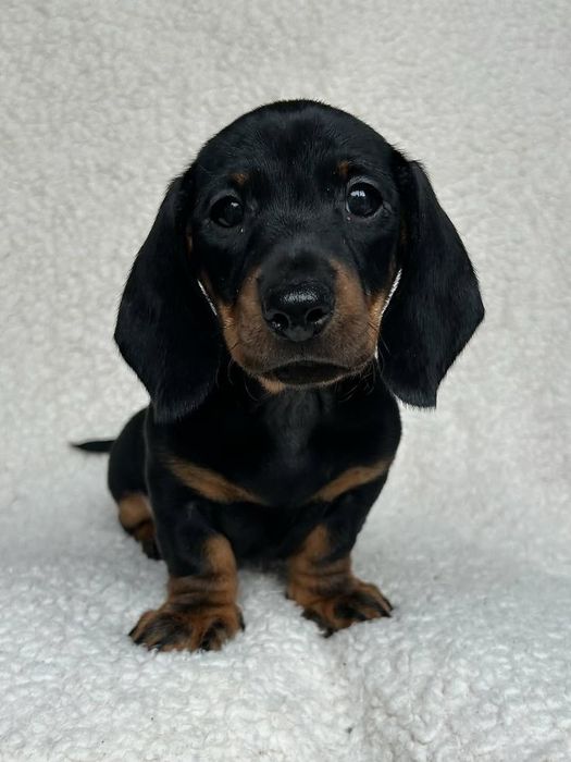 Мініатюрна досконалість — цуценята чорно-підпалої такси