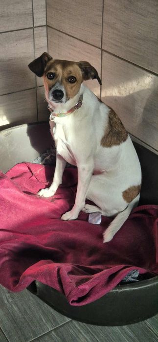 Cudowna sunia dla człowieka o wielkim sercu