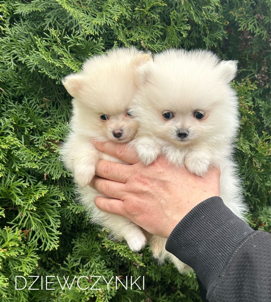 Szpic miniaturowy pomeranian, suczka, biały/ jasny cream