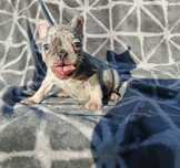 Buldog francuski blue merle