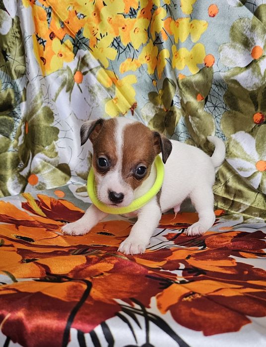 Jack Russell Terrier