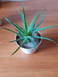 aloes niski sukulent roślina doniczkowa