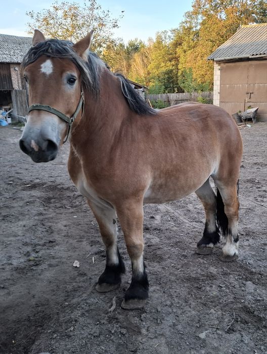 Klacz zimnokrwista