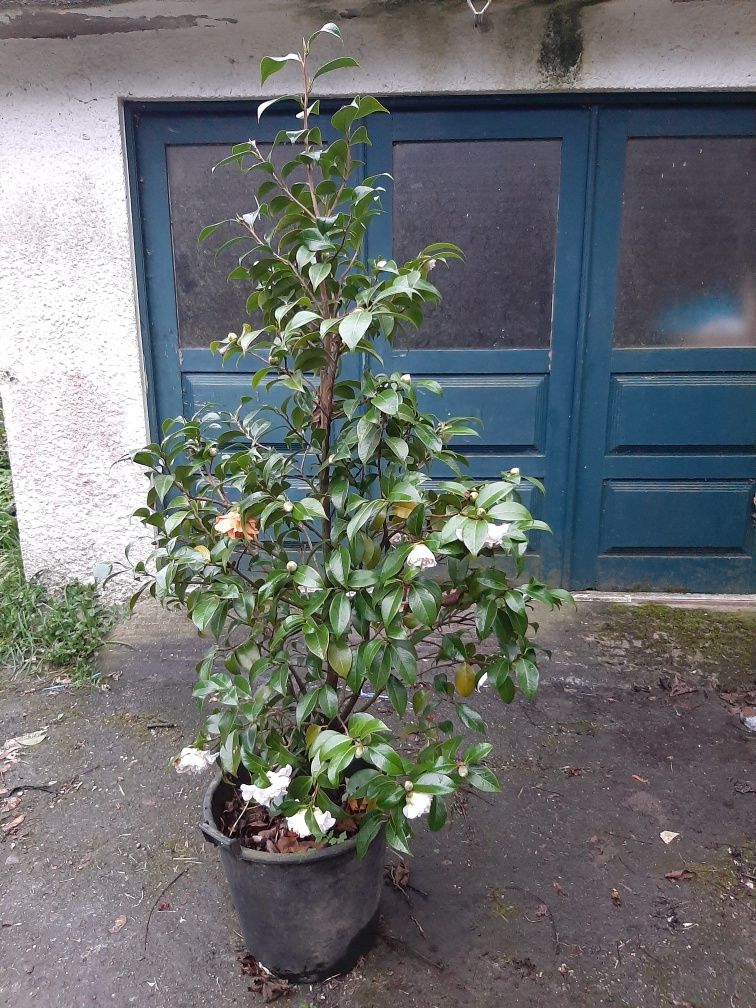 Vendo camelia/japoneira