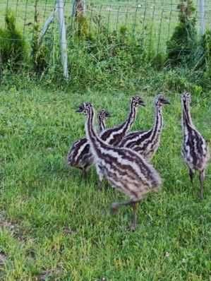 Strusie EMU młode sprzedam