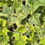 Bluszcz pospolity 'Yellow Ripple' (Hedera helix) zimozielony żółty P11