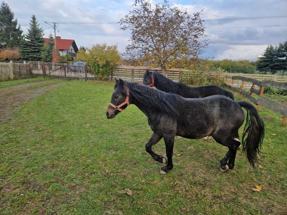 Kuce walijskie (ogierki)