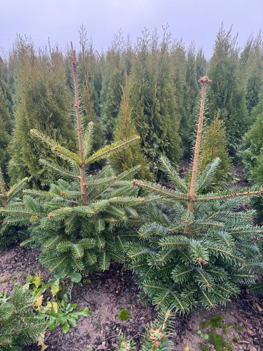 CHOINKI jodły kaukaskie 50zl