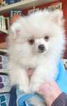 Spitz Alemão anão