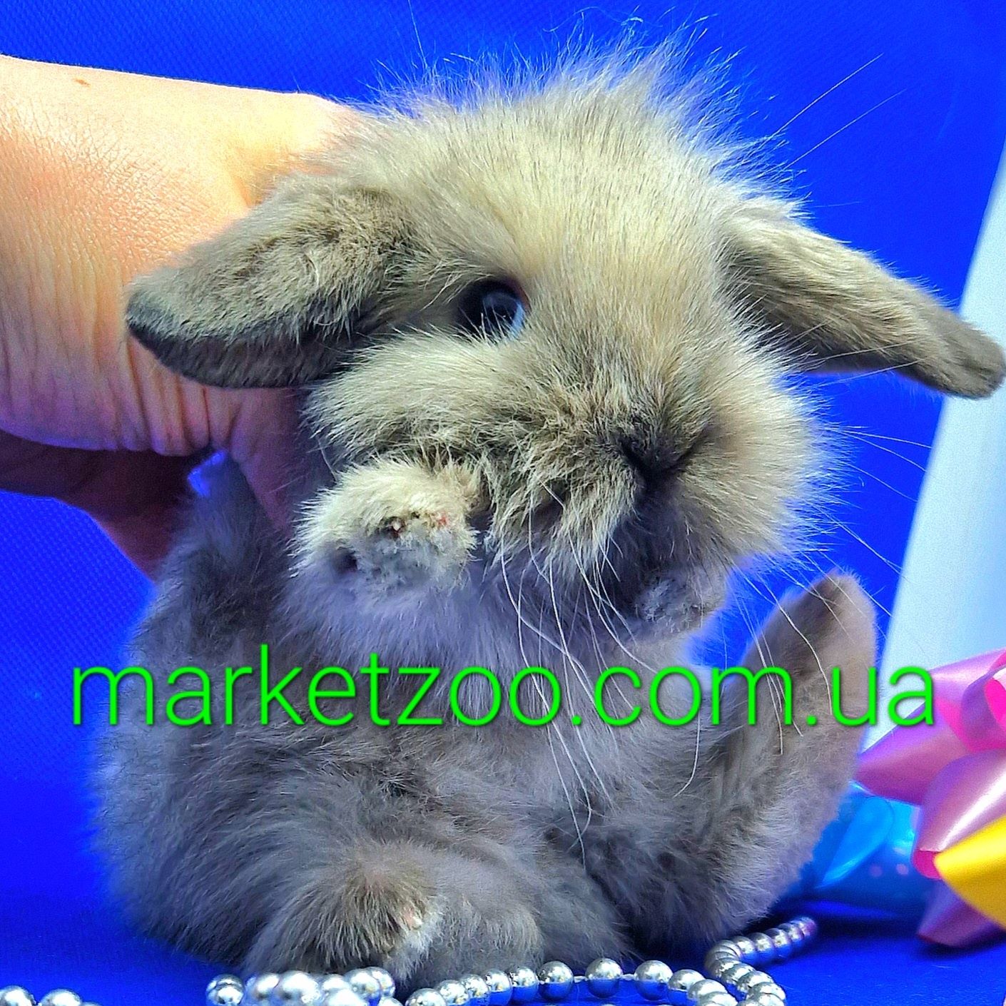 Карликовые кролики,карликовый кролик,вислоухий баранчик mini lop сиамс