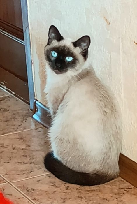 Сиамская кошечка 6 мес.