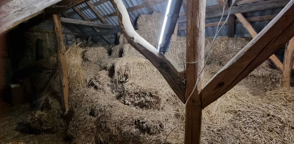 Słoma w małych kostkach