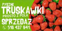Truskawki prosto z pola od rolnika